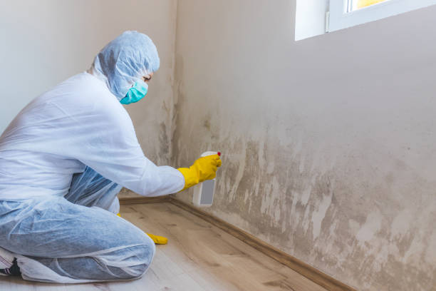 Licensed Basement Mold Remediation service in Levittown, NY - WQB Mold Removal