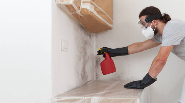 Professional Basement Mold Remediation technician working in Levittown, NY