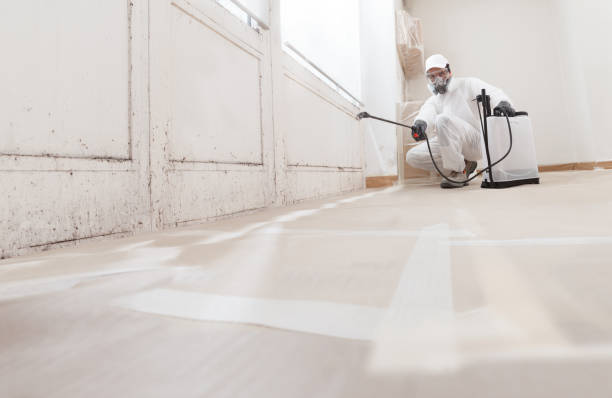 24/7 Emergency Basement Mold Remediation experts in Levittown, NY