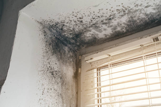 Affordable Basement Mold Remediation solutions in Levittown, NY